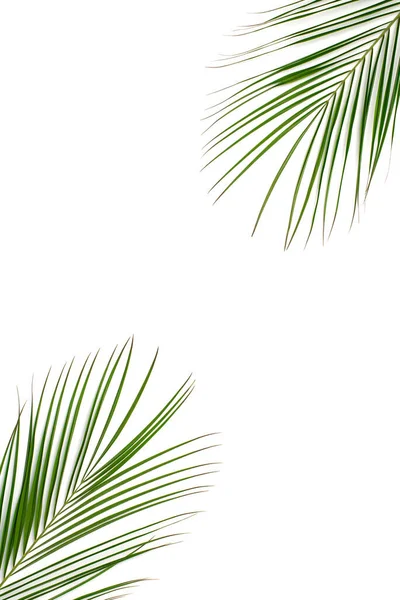 Summer Rest Concept Top View Vertical Photo Palm Leaves Isolated — Stock Fotó