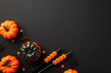 Halloween party concept. Top view photo of small pumpkins insects centipedes spiders cocktail straws and confetti on isolated black background with empty space