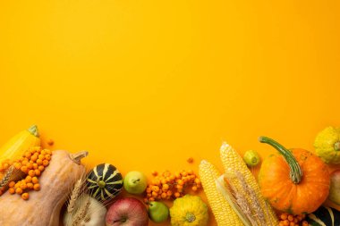 Thanksgiving day concept. Top view photo of vegetables pumpkins zucchini maize pattypans gourd apple pears wheat and rowan on isolated orange background with empty space