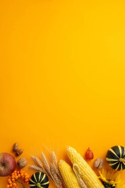 Thanksgiving day concept. Top view vertical photo of raw vegetables pumpkins maize apple walnuts acorns sunflower physalis wheat and rowan on isolated orange background with copyspace