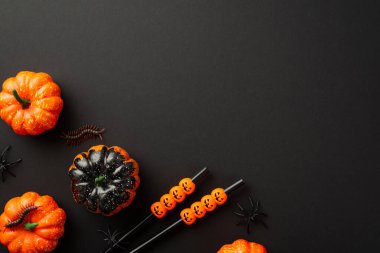 Halloween party concept. Top view photo of small pumpkins scary insects centipedes spiders and cocktail straws on isolated black background with copyspace
