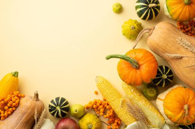 Autumn harvest concept. Top view photo of vegetables pumpkins gourds pattypans maize zucchini pear rowan berries and wheat on isolated beige background with empty space