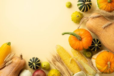 Thanksgiving day concept. Top view photo of raw vegetables pumpkins gourds pattypans corn zucchini and wheat on isolated beige background with copyspace