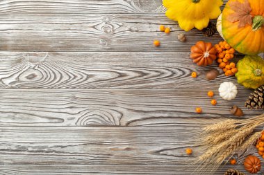 Autumn harvest concept. Top view photo of raw vegetables pumpkins pattypans pine cones rowan berries wheat maple leaf and acorns on isolated grey wooden table background with empty space