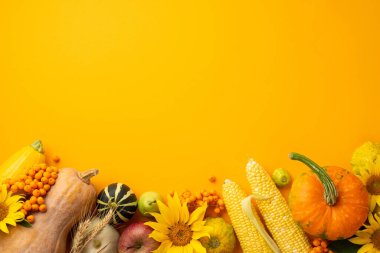 Şükran Günü konsepti. Ayçiçeklerinin en üst görüntüsü çiğ sebzeler kabak kabakları mısır köfteleri kabak elma armudu buğday ve yalıtılmış turuncu arka planda yaban mersini.