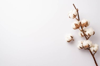 Kopyalama alanı ile izole edilmiş beyaz arkaplan üzerindeki pamuk dalının fotoğrafı