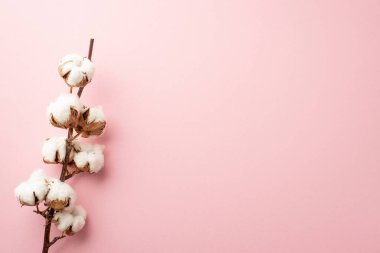 İzole edilmiş pastel pembe arkaplandaki pamuk dalının fotosu