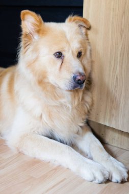 A nice beige dog sitting at the floor