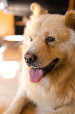 A nice beige dog sitting at the floor