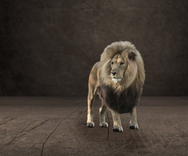 Aslan portresi
