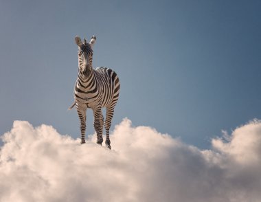 Bulutların üzerinde duran Zebra