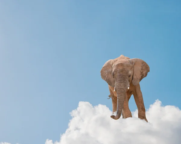 Elephant On Cloud In Sky — Stock Photo, Image