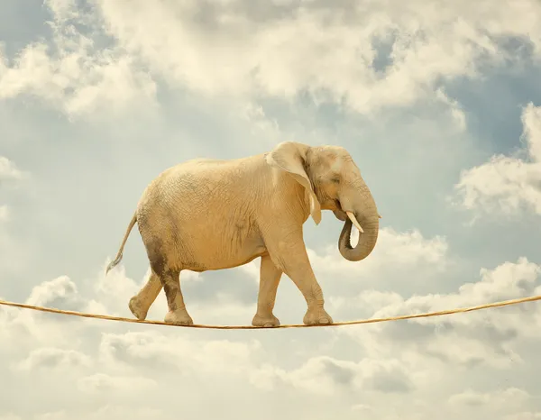 Elefante andando na corda — Fotografia de Stock