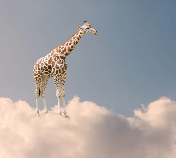 Girafa em nuvens — Fotografia de Stock
