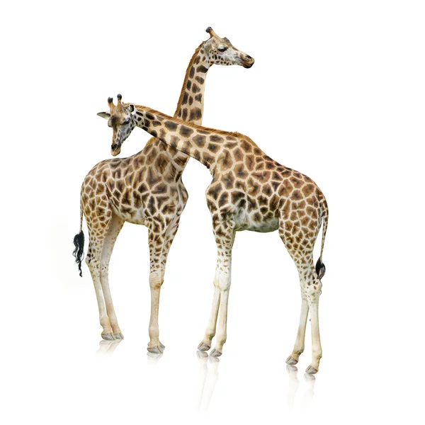 Giraffen permanent samenzürafa demir parmaklıklar ardında — Stockfoto