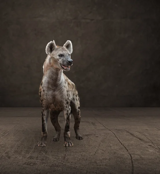 Porträtt av hyena — Stockfoto