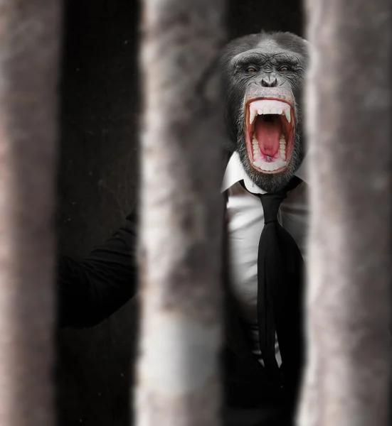 Irriterad monkey bakom galler — Stockfoto