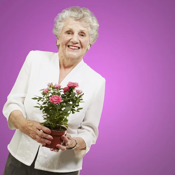 Mulher sênior segurando um vaso de flores contra um fundo rosa — Fotografia de Stock