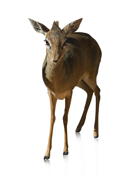 Young Deer — Stock Photo, Image