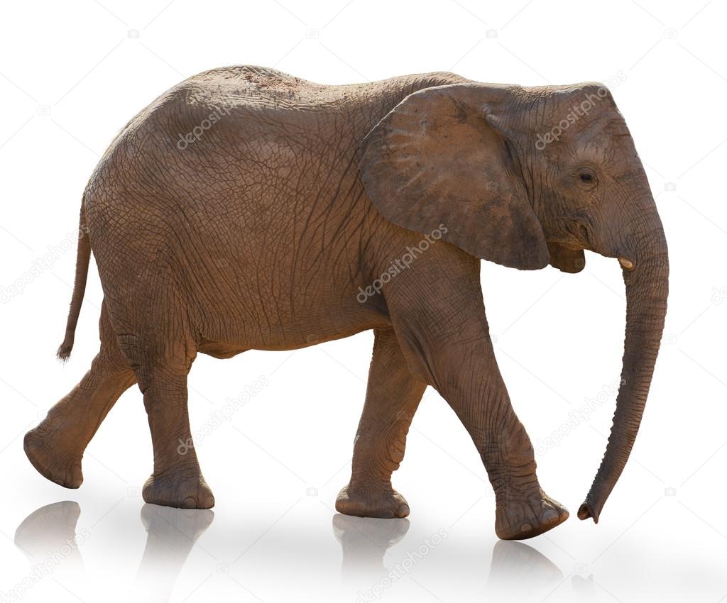 Young Elephant