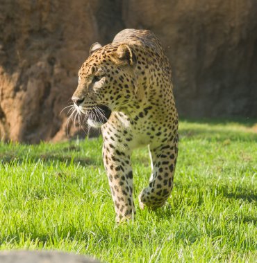 leopar portresi