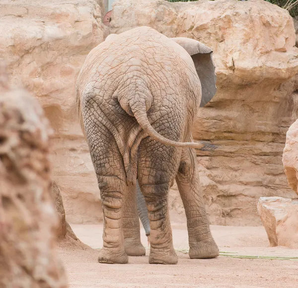 Elefante en la naturaleza — Foto de Stock