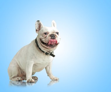 Bir bulldog portresi