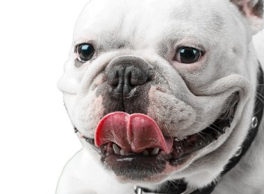 Close-Up pug köpek
