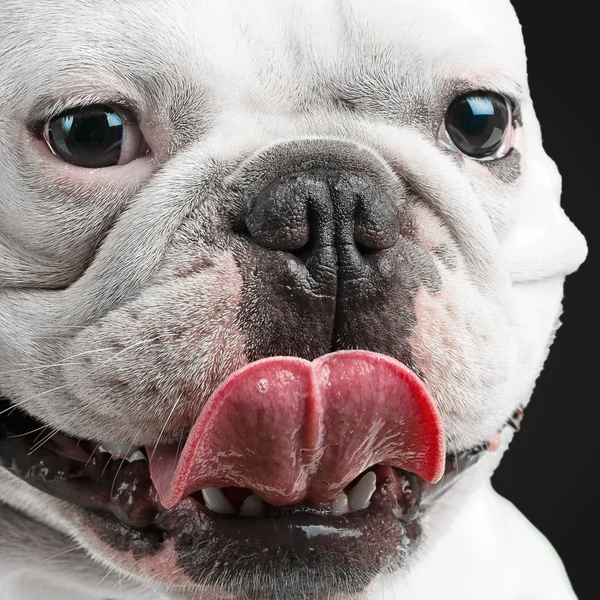 Close-up Of A Pug Dog — Stock Photo, Image