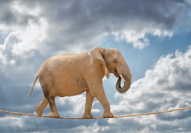 Elephant Walking On Rope clipart
