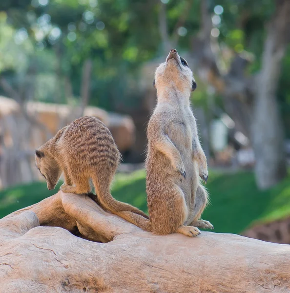 Deux suricates — Photo