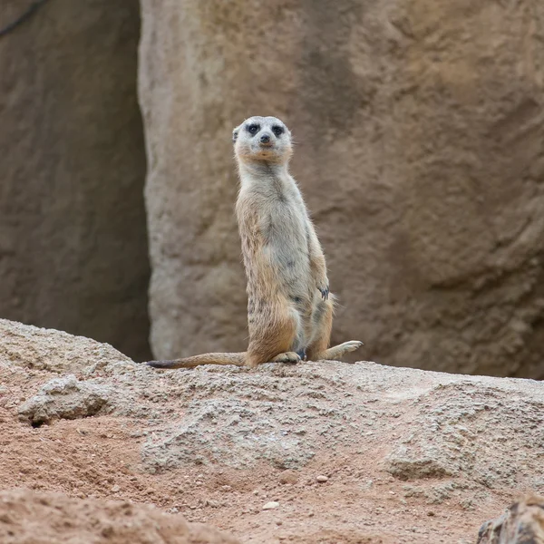 Ein Erdmännchen, das aufrecht steht und aufmerksam schaut — Stockfoto