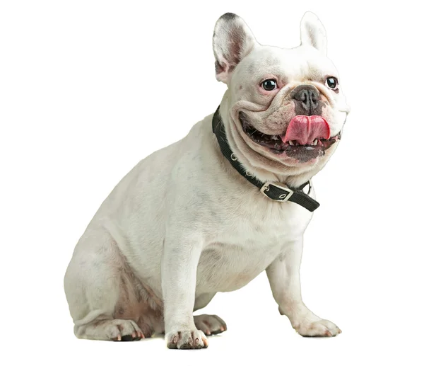 Retrato de um bulldog — Fotografia de Stock