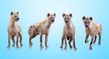 Group Of Hyenas clipart