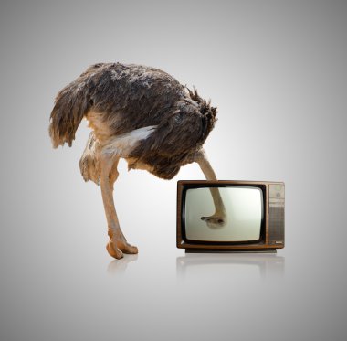 Devekuşu televizyon aracılığıyla arıyor