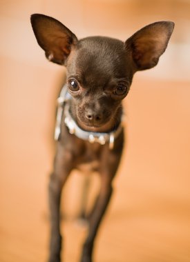 sevimli siyah chihuahua köpek