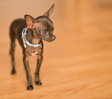 kısa saçlı chihuahua