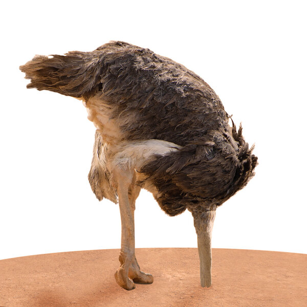 Ostrich Head Underground