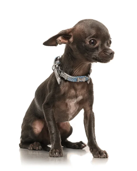 Chihuahua de pelo corto — Foto de Stock