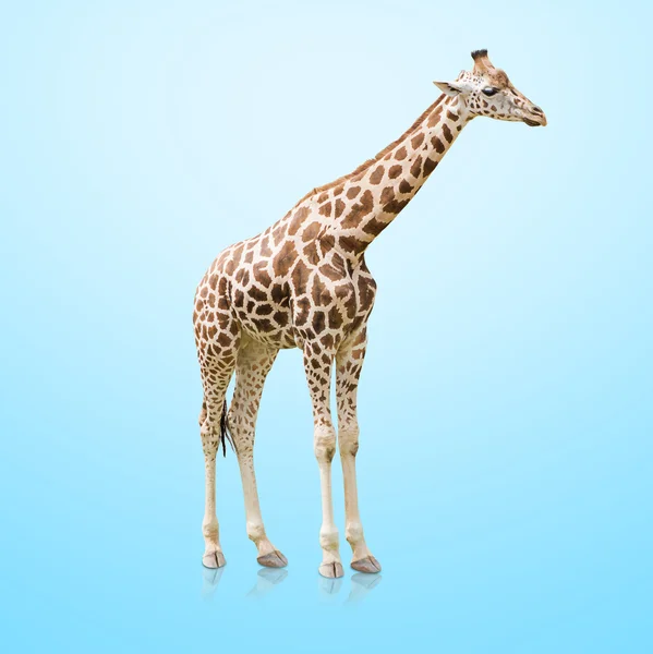 Bela girafa — Fotografia de Stock