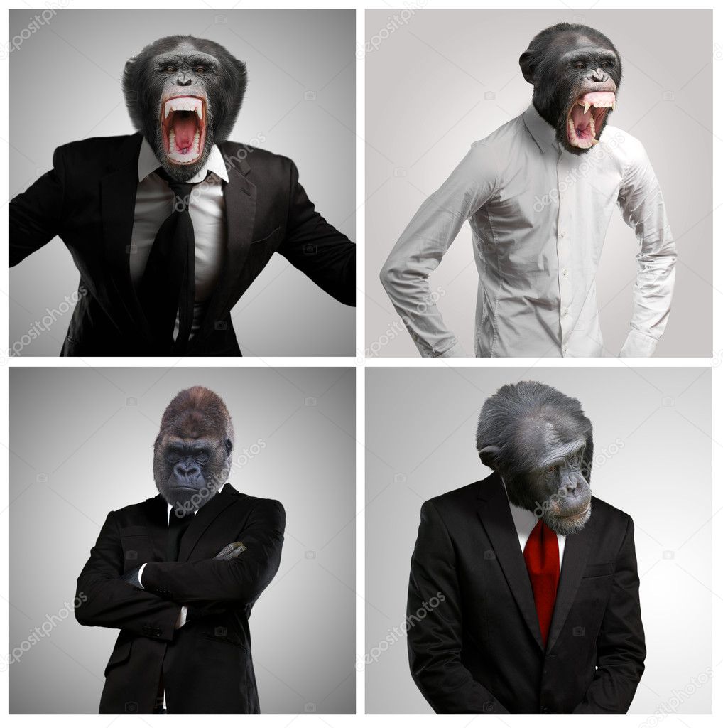 Series Of A Businessman With Monkey Head