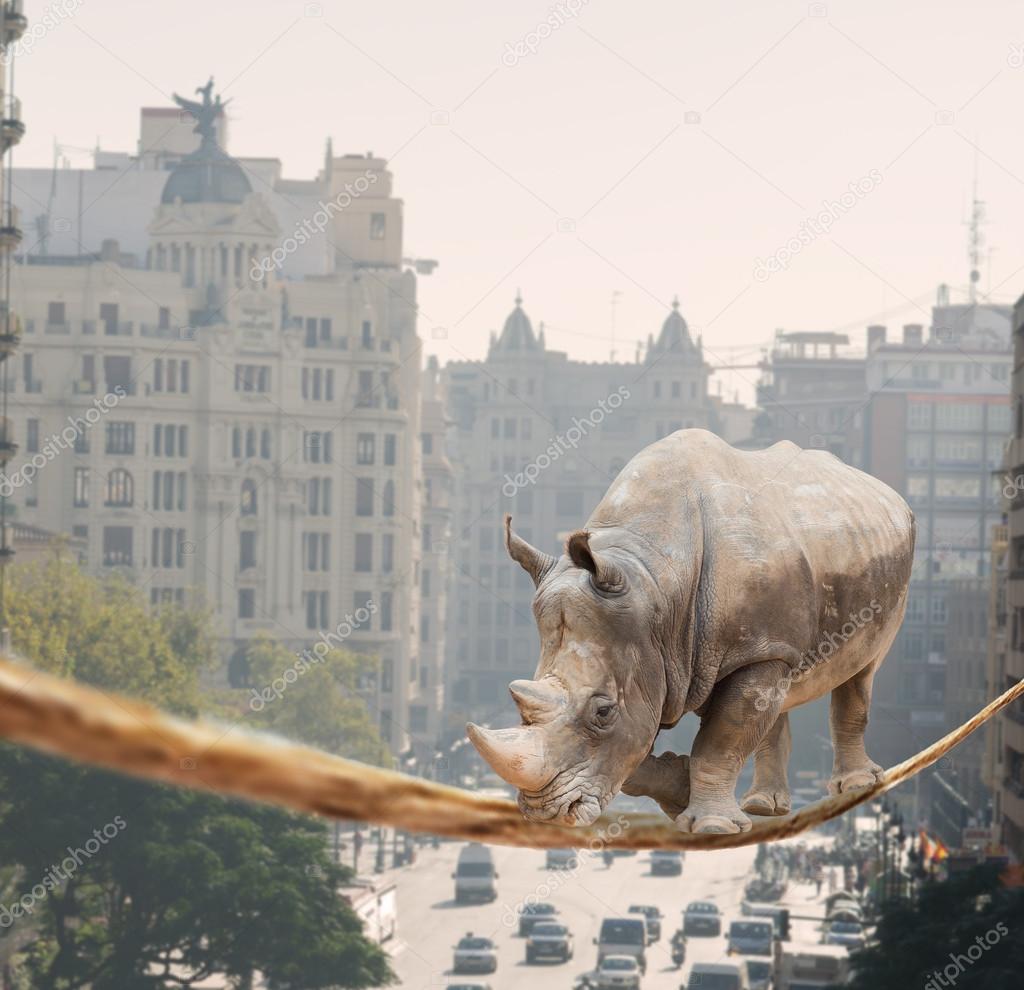 Rhino Walking On Rope