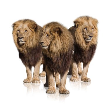 grup vahşi aslan