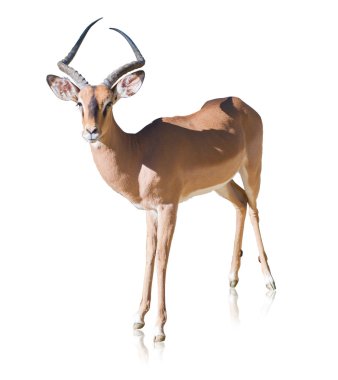 antilop portresi