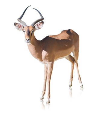 Portrait Of Antelope clipart