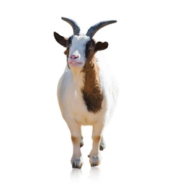 Portrait Of Goat clipart