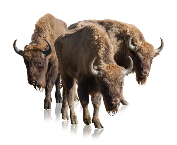 Groep van bisons — Stockfoto