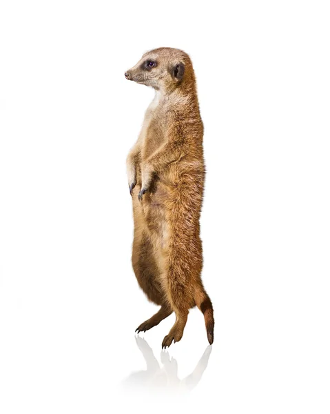 Retrato de meerkat — Fotografia de Stock