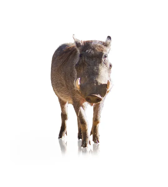 Retrato de jabalí — Foto de Stock