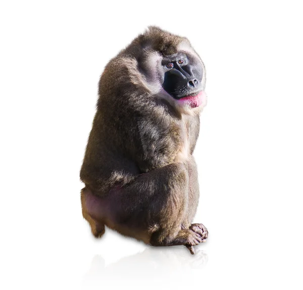 Portrait Of Macaque — Stock Photo, Image